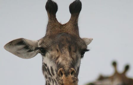 4-Day Luxury Safari to Lake Naivasha and Amboseli, Kenya