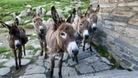PRIVATE Family Easy Hike - Explore the Carpathian Mountains 6