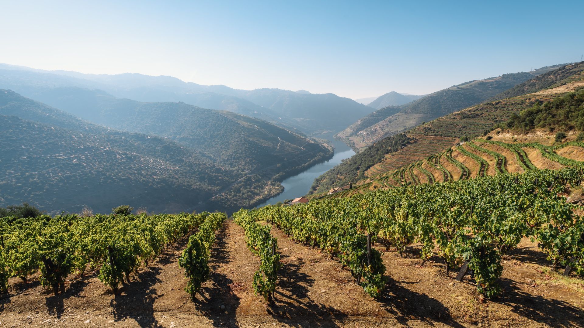 Image taken from the top of the hill showing the vineyards and the Douro River at the bottom on Cooltour Oporto's Douro Valley Wine Tour