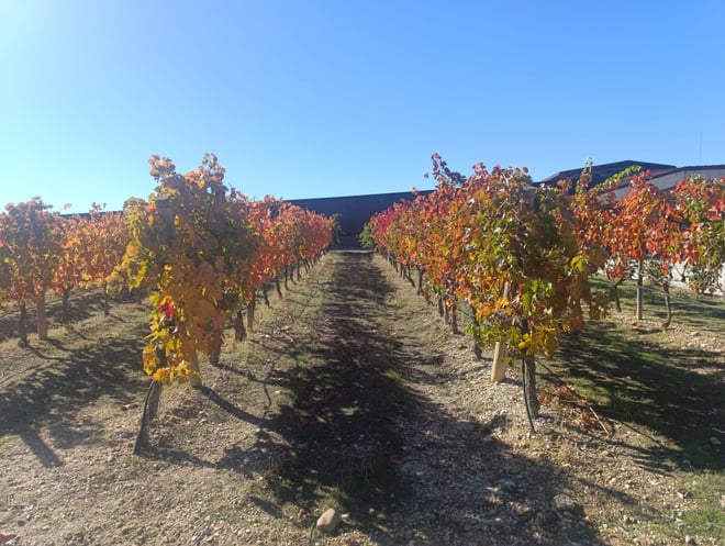 Ribera del Duero Tour: Three Wineries & Lunch from Madrid - Photo 23