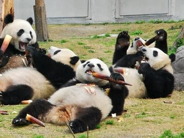 Wolong Panda Base Private Day Tour Optional Volunteering