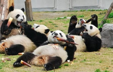 Private Day Tour to Wolong Panda Base from Chengdu