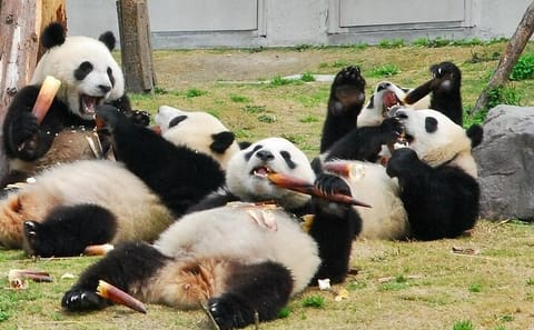 Private Day Tour to Wolong Panda Base from Chengdu