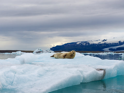 6 Day - Iceland Ring Road, photo 20