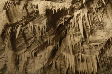 Day Tour to Waitomo Glowworm Caves and Hamilton Gardens