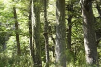 Patagonian Andean Forest