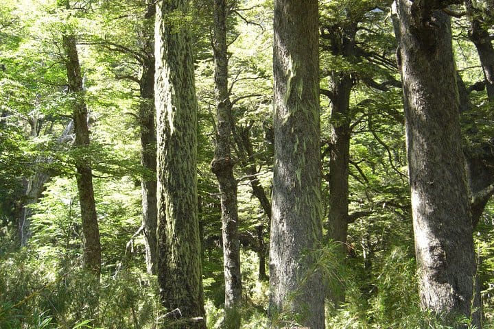 Patagonian Andean Forest