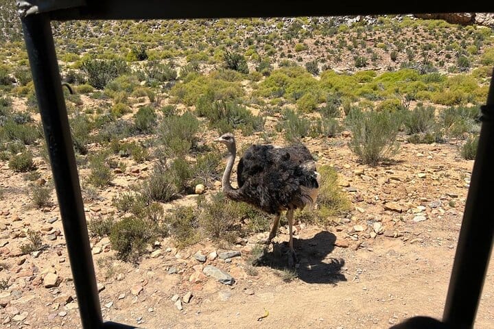 Cape Town Aquila Game Reserve Big 5 Sunset Safari with Transport