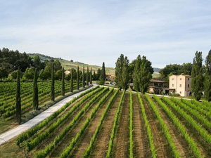 Boutique Winery Visit & 5 Organic Wine Tastings near Urbino