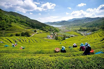 5 Day Private from Busan to Seoul,Gyeongju,Tongyeong, Boseong Green Tea Field