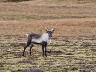 3 Day Southeast Photo Tour With Sindri Local Guide Home Dinner, photo 13
