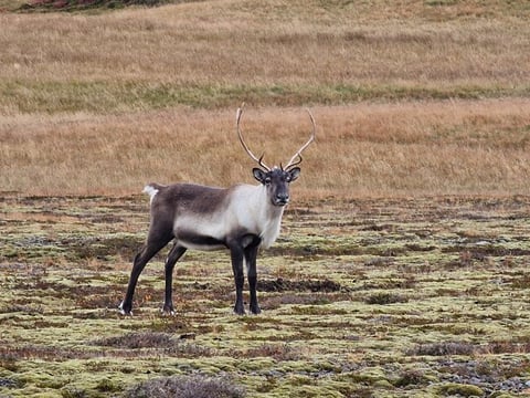 3 Day Southeast Photo Tour With Sindri Local Guide Home Dinner, photo 13