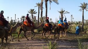Camel ride at sunset in Marrakech palm grove