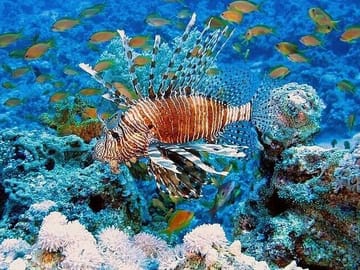 Semi Submarine Underwater Tour in Hurghada, Egypt