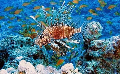 Semi Submarine Underwater Tour in Hurghada, Egypt