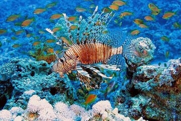 Semi Submarine Underwater Tour in Hurghada, Egypt