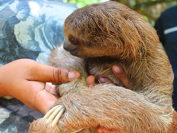 Interact with Sloths