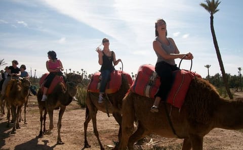 Camel Ride Through Marrakech Palm Grove Oasis