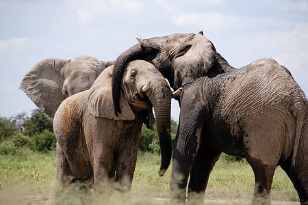 Nairobi to Amboseli National Park: Safari Adventure with Elephants