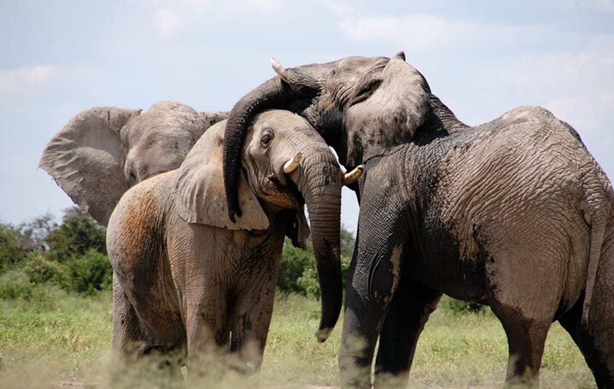 5 Days Nairobi Day tour and Amboseli National Park Safari