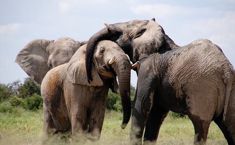 5-Day Nairobi City Tour and Amboseli Safari Adventure