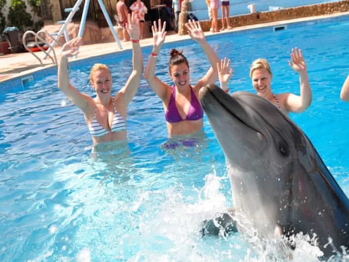 Dolphin Magic Show and Swim options in Sharm El Sheikh