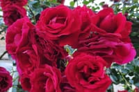 Private Virtual Tour of the Bulgarian Roses and Rose Oil 6