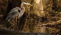 Victoria Falls: Birdwatching Adventure 3