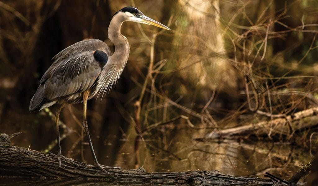 Victoria Falls: Birdwatching Adventure 3