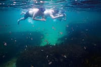 A family of three snorkeling