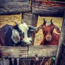 Miniature goats at a farm-stand outside Hood River