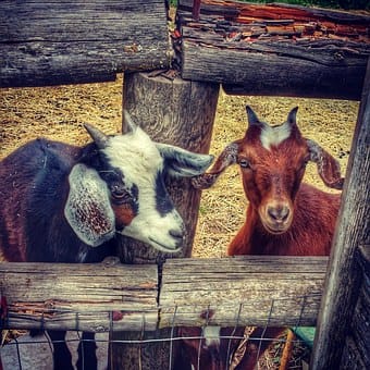 Miniature goats at a farm-stand outside Hood River