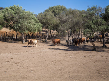 Visit to a Livestock and lunch in a white village