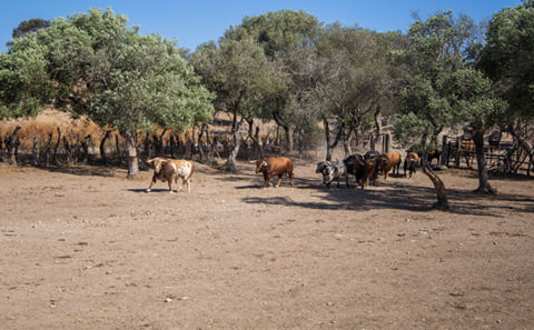 Visit to a Livestock and lunch in a white village