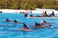 Zanzibar Swim with Dolphins and Turtles Visit at the Aquarium 1