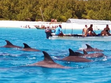 Swim with Dolphins and Turtles in Nungwi, Tanzania