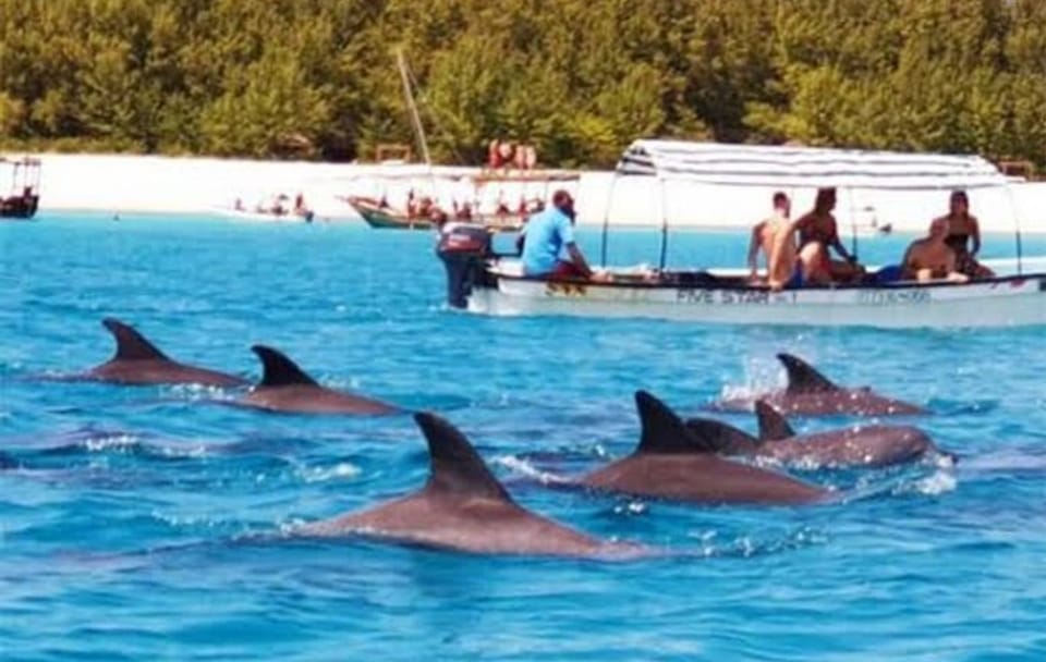 Zanzibar Swim with Dolphins and Turtles Visit at the Aquarium