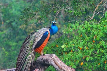Wilpattu National Park Jeep Safari and Anuradhapura Tour