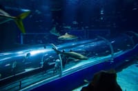 Aquario With Olympic Boulevard Rio de Janeiro 2