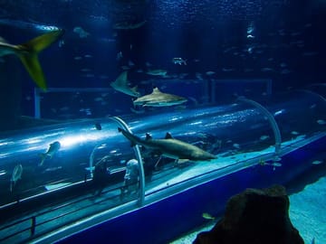 Aquarium and Olympic Boulevard Tour in Rio de Janeiro