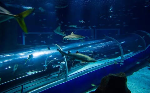 Aquarium and Olympic Boulevard Tour in Rio de Janeiro