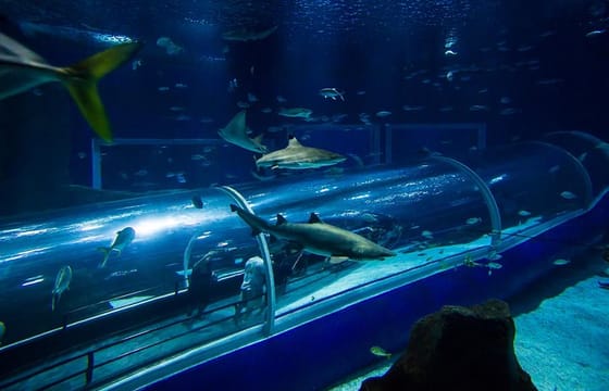 Aquario With Olympic Boulevard Rio de Janeiro