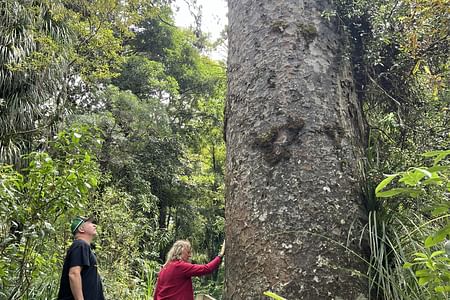 WAIPOUA FOREST – Tane Mahuta, Te Matua Ngahere & Kauri Museum – Private – Day Tour From Auckland