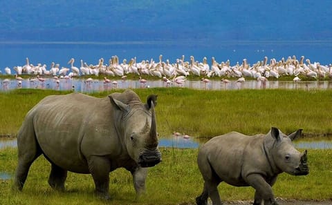 2-Day Private Safari to Lake Nakuru and Hell’s Gate Parks