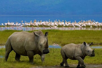 2-Day Private Safari to Lake Nakuru and Hell’s Gate Parks