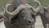 6 Days Mara Nakuru Safari 1