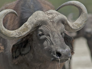 6 Days Mara Nakuru Safari
