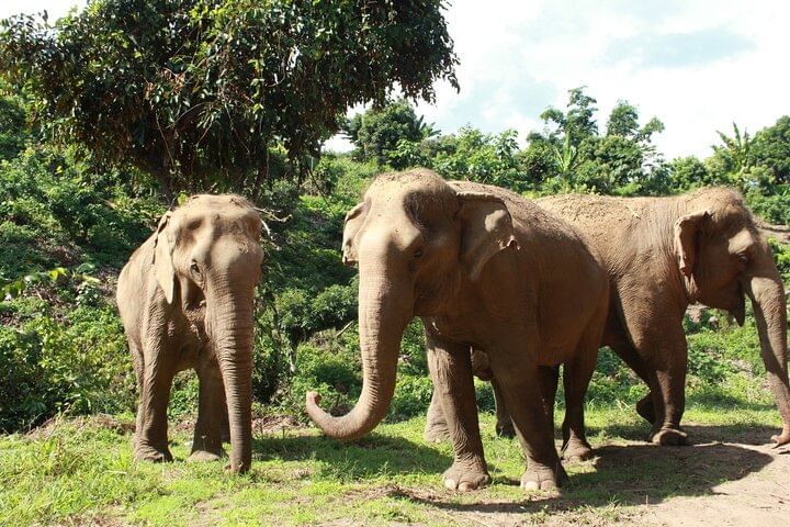 Ethical Elephant Observation by Samui Elephant Sanctuary