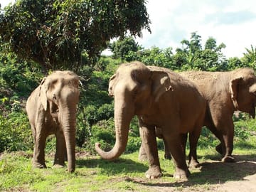 Ethical Elephant Observation by Samui Elephant Sanctuary