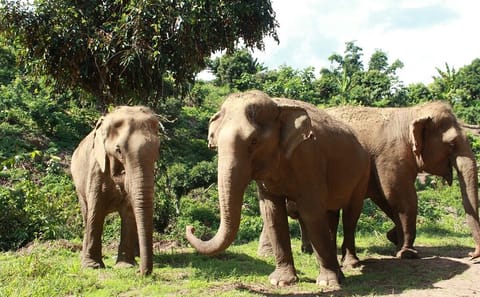 Ethical Elephant Observation by Samui Elephant Sanctuary